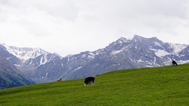 Foto cavalli che pascolano in un campo