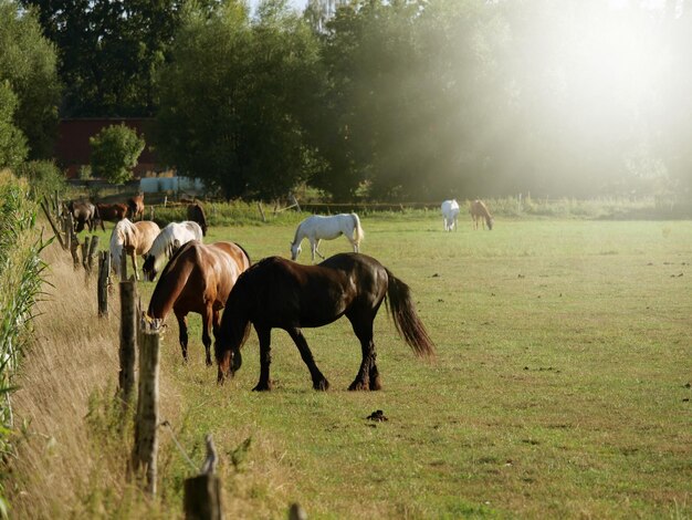 Foto cavalli che pascolano in un campo
