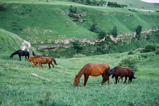 Foto cavalli che pascolano in un campo