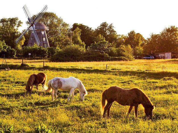 Photo horses grazing in a field