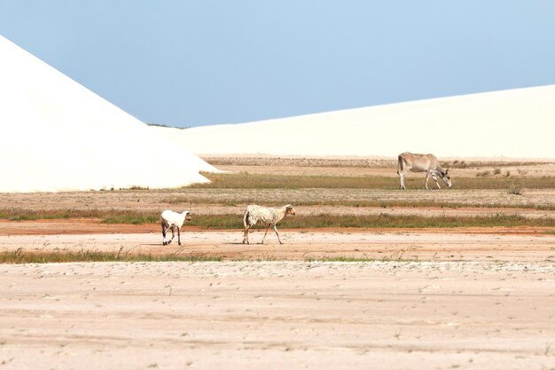 Horses grazing on field