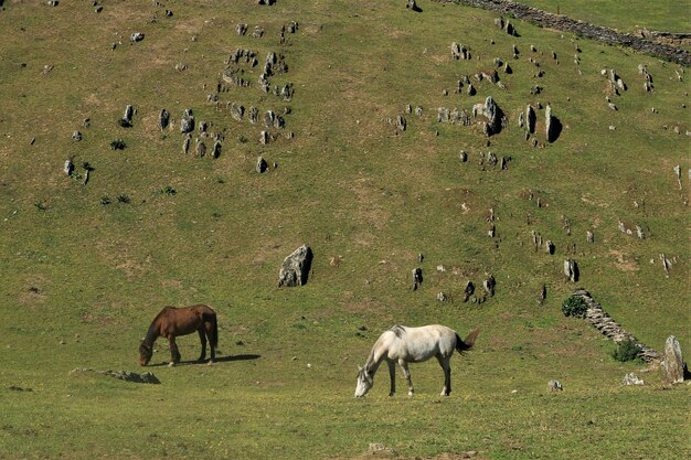 Horses grazing in a field