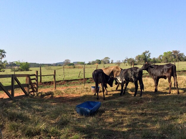 Horses grazing in field