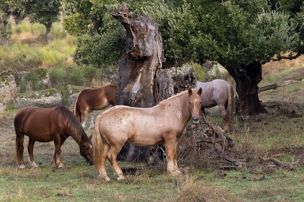 Horses grazing in the field