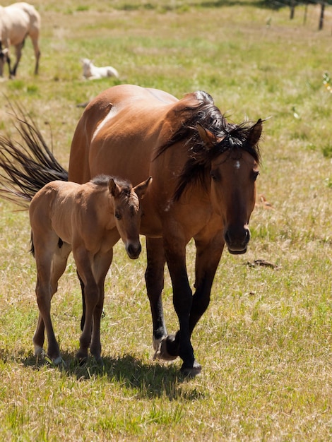 Horses grazing in the field.