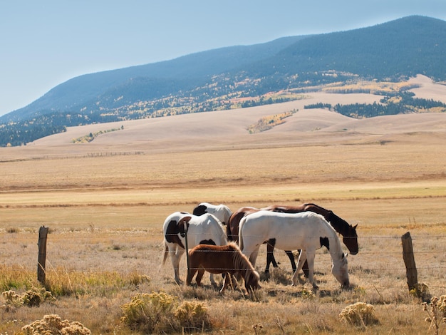 Horses grazing in the field.