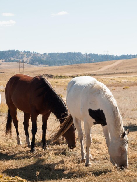 Horses grazing in the field.