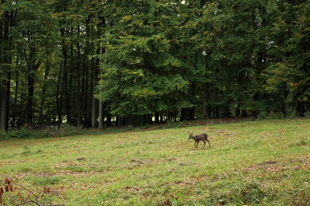 Foto cavalli che pascolano nella foresta