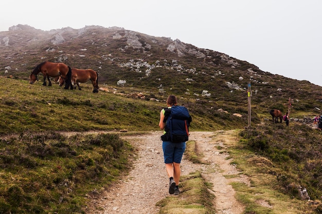 Horses grazing in the French Pyrenees