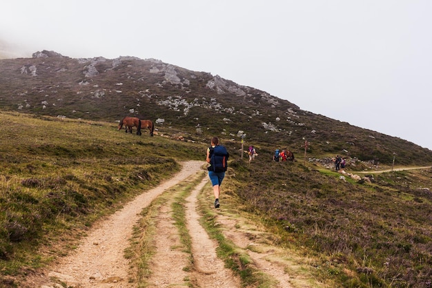 Horses grazing in the French Pyrenees