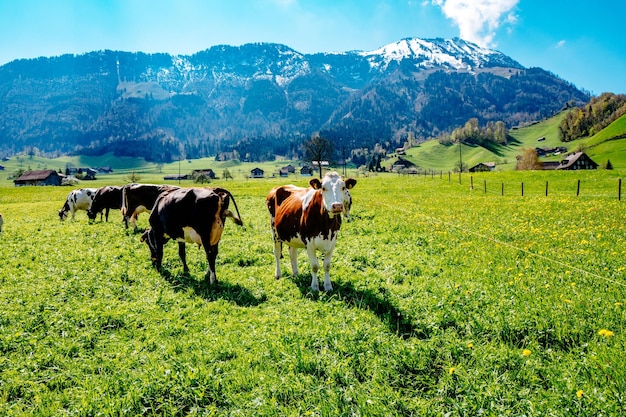 Horses grazing on grassy field