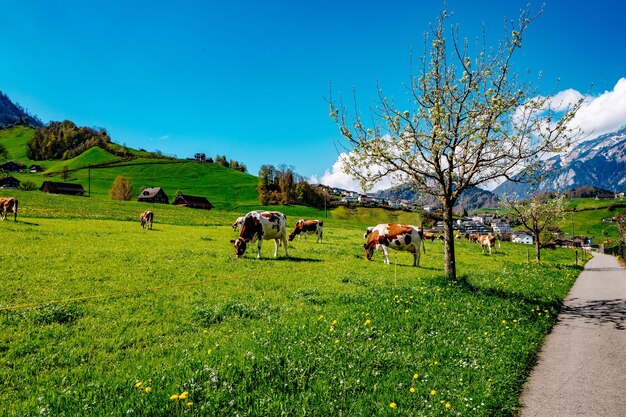 Horses grazing on grassy field