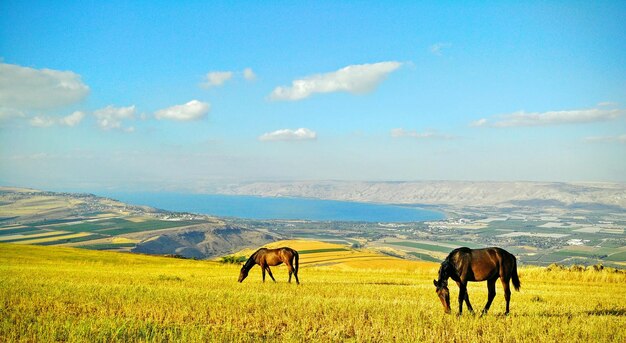 Foto cavalli che pascolano sul campo erboso