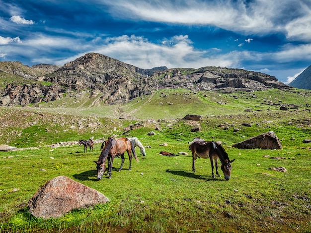 Horses grazing in Himalayas