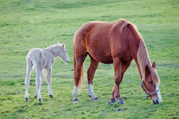 写真 野原で放牧する馬