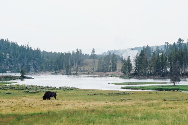 Photo horses grazing on landscape against sky