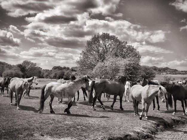 Horses grazing on landscape against sky