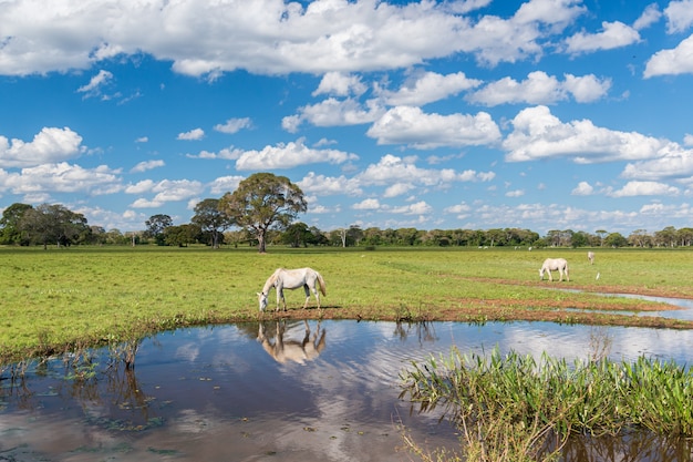 Horses grazing in the Mato Grosso wetland Pocone Mato Grosso Brazil