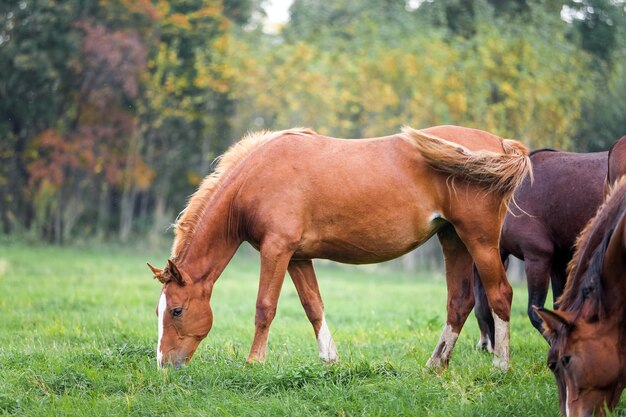 森の近くの秋の牧草地で放牧している馬