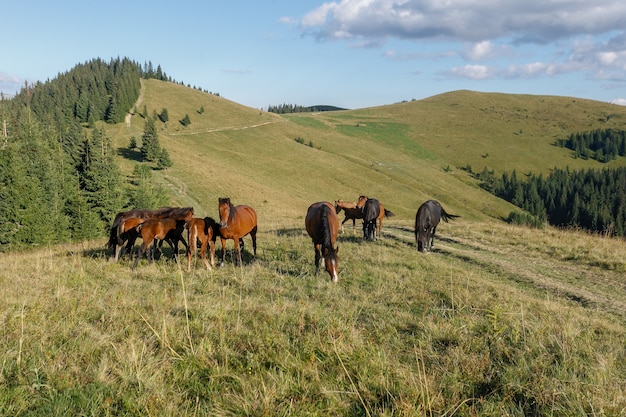 山の牧草地で放牧する馬