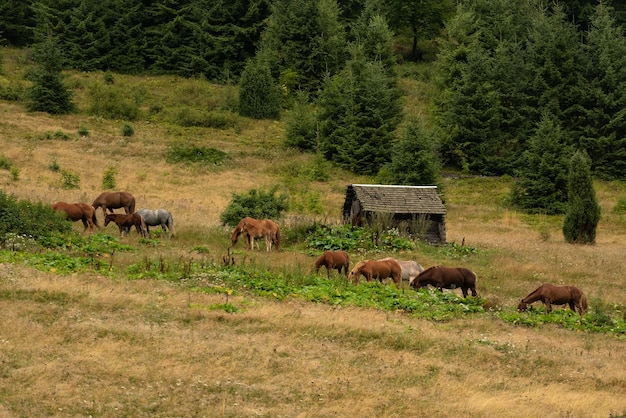 Horses grazing on a mountain . wild landscape with horses in\
summer season into the mountains.