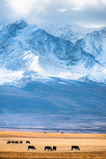 日没時に山で放牧される馬 ロシア アルタイ シベリアの秋の風景 雪に覆われた山頂のある北中谷尾根の眺め