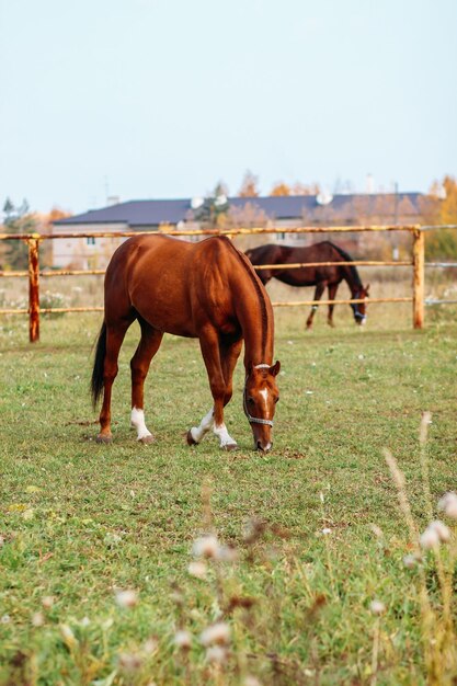 写真 空を背景に野原で牧草をしている馬