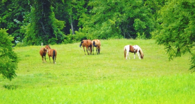 写真 森の野原で放牧する馬