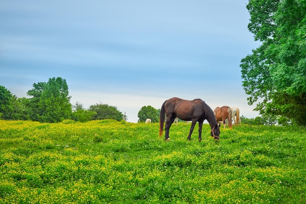 写真 野原で新鮮な春の草を放牧している馬