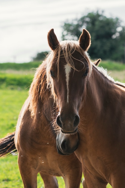 Horses grazing and roaming freely