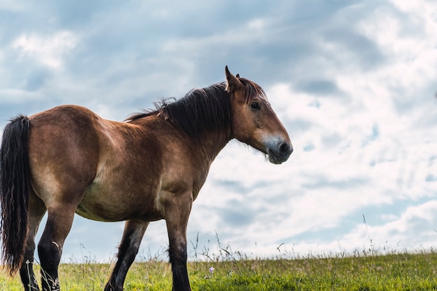 Photo horses grazing and roaming freely