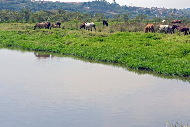 Photo horses grazing at shores of the blue river