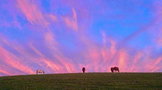 Photo horses grazing with colorful clouds