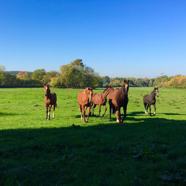 Photo horses in green and blue