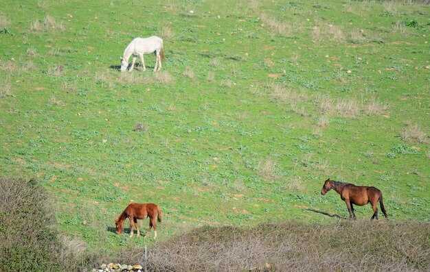 Horses in a green field on a sunny day