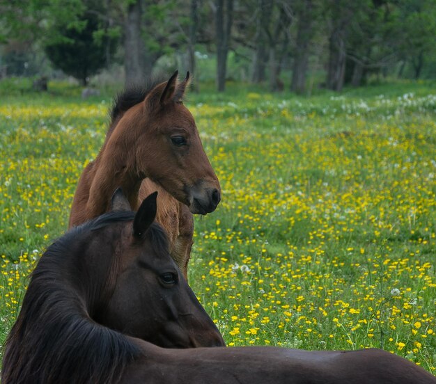 Foto cavalli sul campo verde