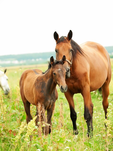 Photo horses on green field