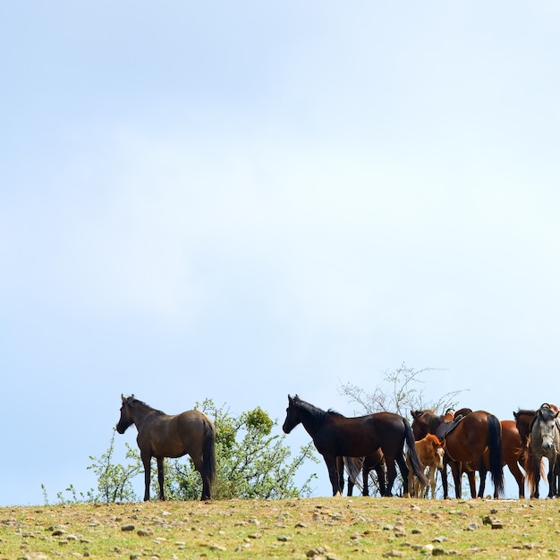 Horses herd with small foal on spring hill on overcast sky surface