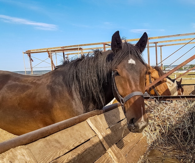 晴れた日に干し草を食べる馬クラブの馬屋外の茶色の馬の肖像画