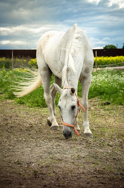 Horses on a horse farm