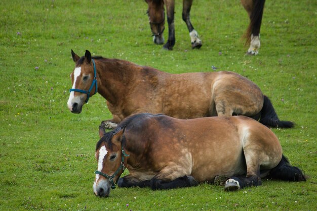 写真 野原の馬