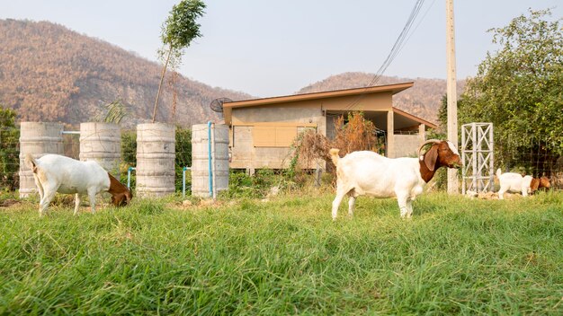 写真 野原の馬