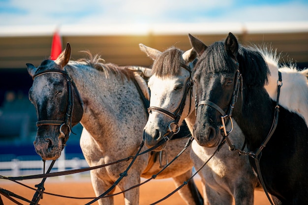 写真 馬の中の馬