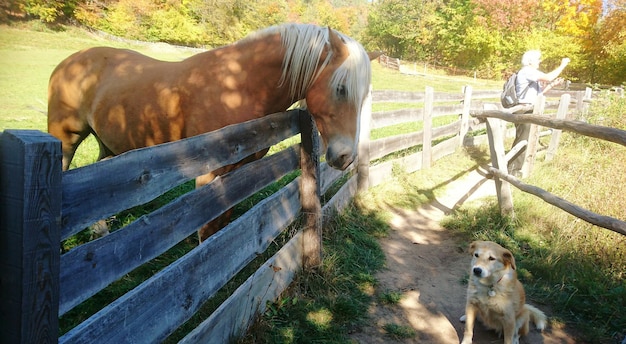 写真 農場の馬