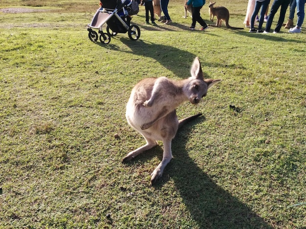 写真 草の中の馬