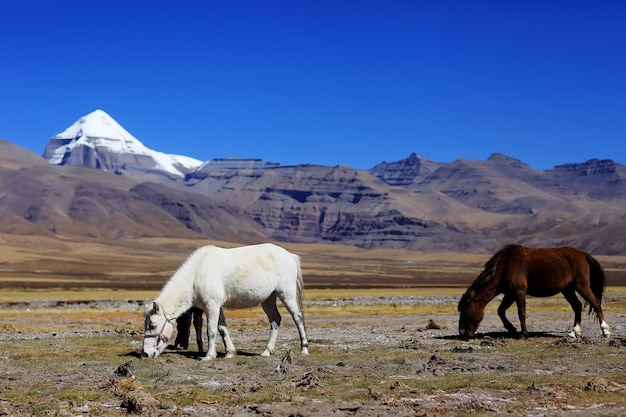 写真 山を背景にチベットの馬