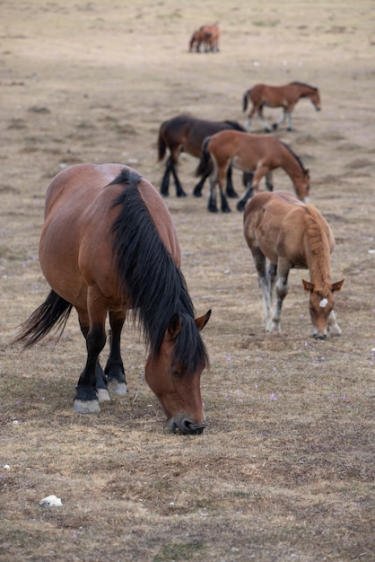 牧草地で放牧している子馬を含む馬