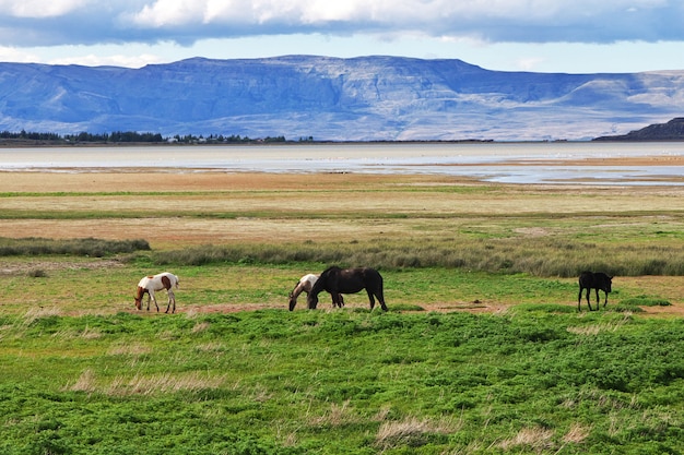 Cavalli sul lago argentino a el calafate, patagonia, argentina