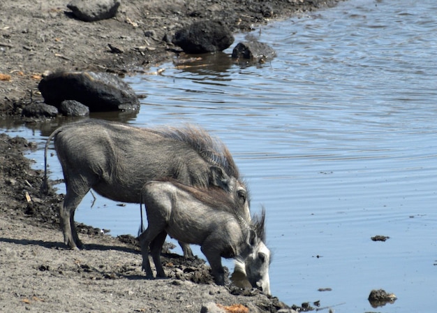 Photo horses in a lake