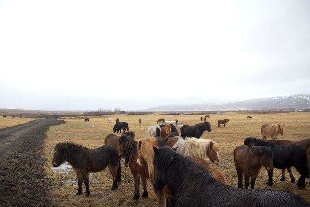 Foto cavalli sul paesaggio contro un cielo limpido